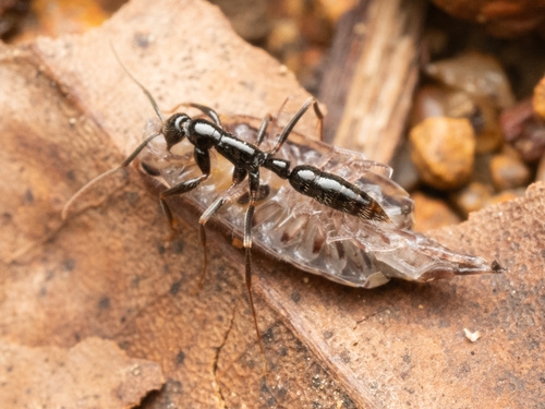 克氏细颚猛蚁Leptogenys kraepelini