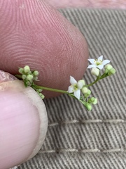 Galium mexicanum