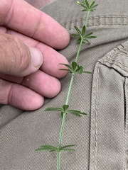 Galium mexicanum