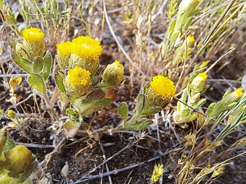 Leptorhynchos waitzia observed 2024-09-25