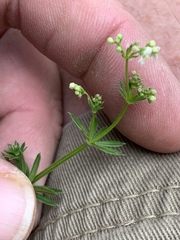 Galium mexicanum