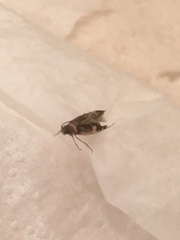 Oegoconia novimundi