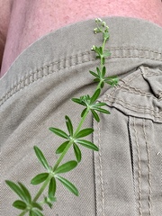 Galium mexicanum