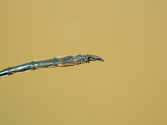 Somatochlora franklini