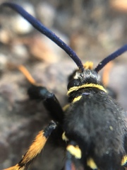 Paranthrene tabaniformis