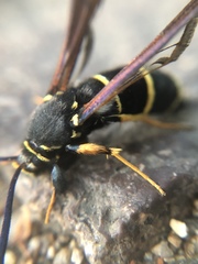 Paranthrene tabaniformis