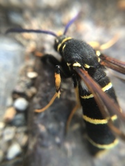 Paranthrene tabaniformis