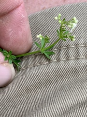 Galium mexicanum