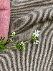 Galium mexicanum