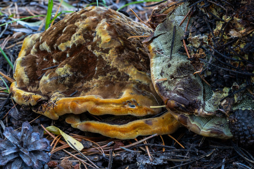New World Dyer's Polypore