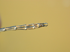 Somatochlora franklini