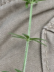 Galium mexicanum