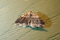 Anticlea multiferata