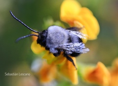 Alloscirtetica