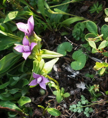 Gentianella auriculata