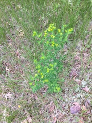 Crocanthemum canadense