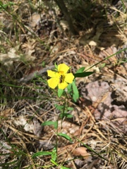 Crocanthemum canadense