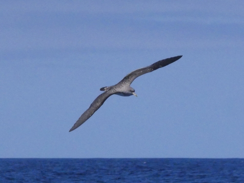 Pardela cenicienta atlántica (Calonectris borealis)