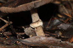 Agaricus austrovinaceus