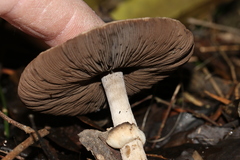 Agaricus austrovinaceus