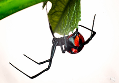 Latrodectus corallinus