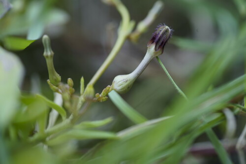 Ceropegia bulbosa