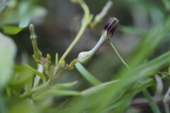 Ceropegia bulbosa