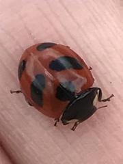 Coccinella monticola