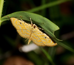 Notarcha aurolinealis
