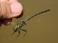 Somatochlora franklini