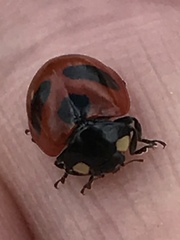 Coccinella monticola