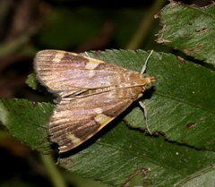 Rehimena phrynealis