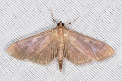 Herpetogramma sphingealis