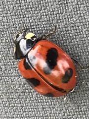 Coccinella monticola