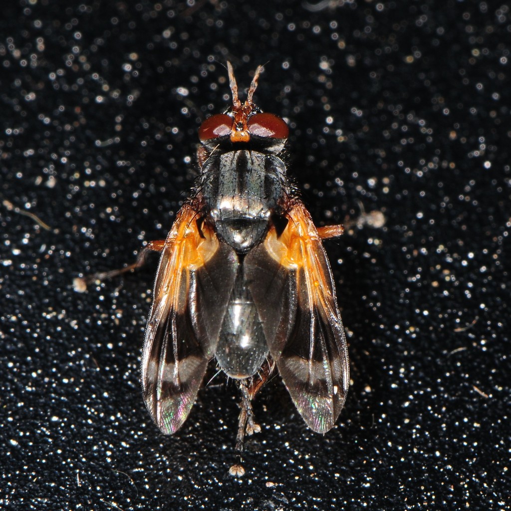 Euthera setifacies