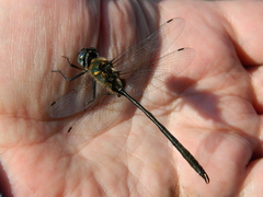 Somatochlora franklini