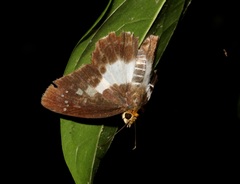 Gerosis phisara