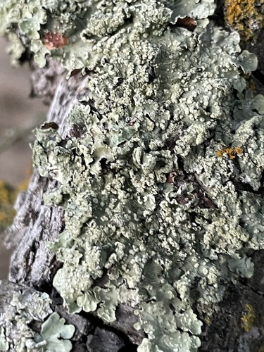 Speckled Greenshield