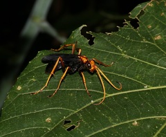 Leptodialepis bipartitus