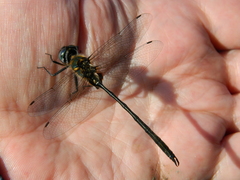 Somatochlora franklini