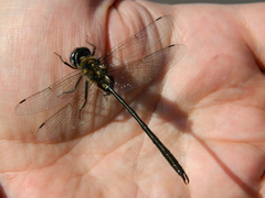 Somatochlora franklini