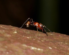Myrmarachne formosana