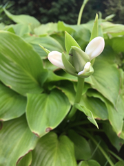 Hosta plantaginea