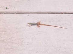 Aspidoscelis stictogrammus