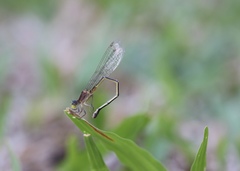 Ischnura pruinescens