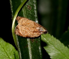 Sycacantha inopinata