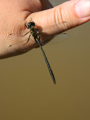 Somatochlora franklini
