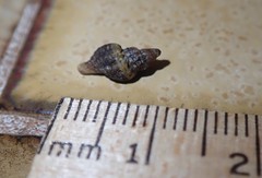 Ocinebrina