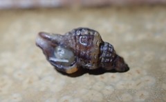 Ocinebrina