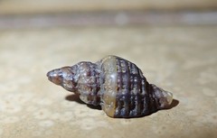 Ocinebrina